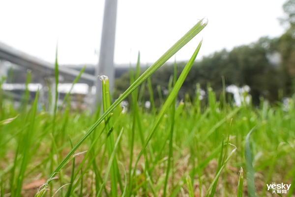 索尼HX99评测