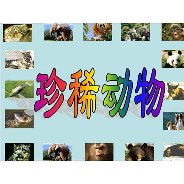 2016-1-20 13:35 大熊猫 【天极网天极文库频道】体形似黑熊,头圆而大,尾极短.躯干和尾白色,两耳,眼及四肢全黑色.常在竹林内卧睡,平时单独活动,行动缓慢,性情温顺,听,视觉较差,自卫能力较弱. 栖息在高山竹林内,主要以竹笋,竹叶及嫩竹尖为食,亦喜吃野果或一些动物性食物. 只产于中国的四川,甘肃,陕西.