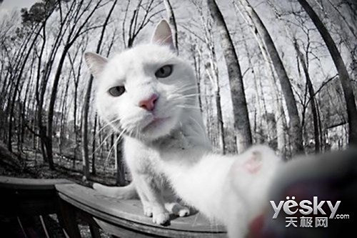 萌宠的创意摄影:猫咪爱自拍